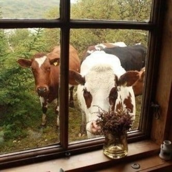 Meet your Posher, Priscilla - Picture 2 of 12